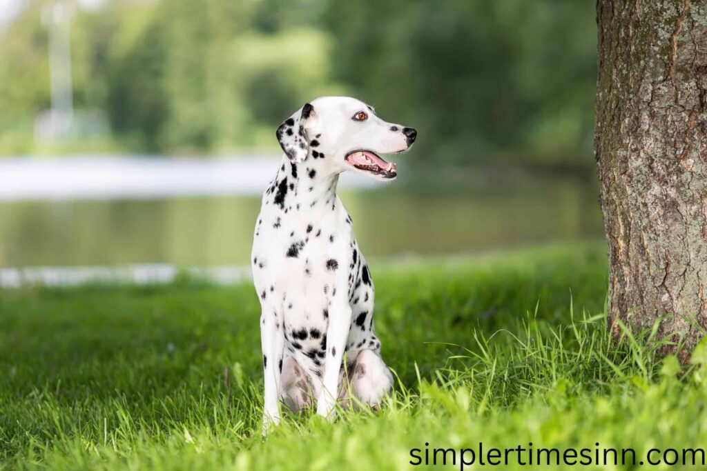 สวนสุนัขที่ดีที่สุดในกรีนสโบโร หากคุณมีหมา การหาสวนหมาดีๆ เป็นวิธีที่ดีในการวิ่งให้ลูกหมาของคุณเป็นประจำและเปิดโอกาสให้หมา