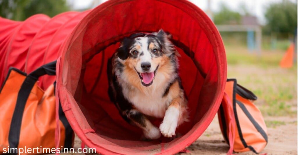 สวนสุนัขที่ดีที่สุดในออร์แลนโด หมามีพลังงานไม่สิ้นสุด แต่โชคดีที่มีสวนหมาไว้คอยช่วยให้หมาของคุณมีวันที่สนุกสนานและปล่อย