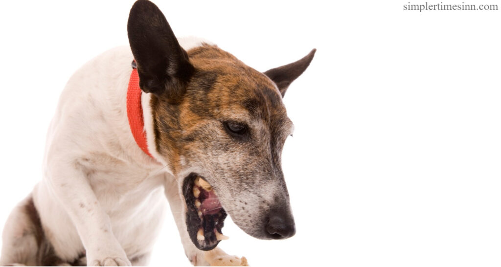  เราจะพูดถึง สัญญาณเตือนโรคหลอดลมอักเสบเรื้อรังในสุนัข และสิ่งที่คุณสามารถทำได้เพื่อช่วยให้ลูกสุนัขรู้สึกดีขึ้น