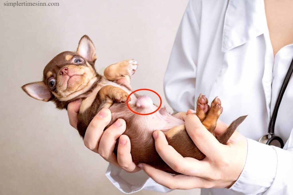 ไส้เลื่อนที่สะดือในลูกสุนัข คือรูที่ผนังช่องท้องใกล้กับสะดือ สายสะดือจะผูกลูกสุนัขไว้กับแม่ระหว่างตั้งท้องและมักจะปิดทันทีหลังคลอด