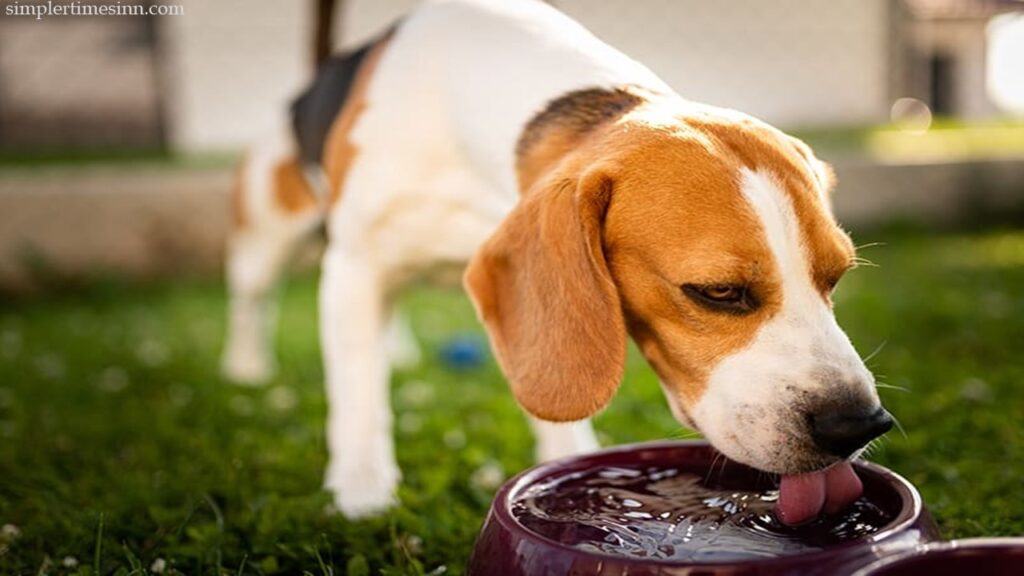 อย่าง ภาวะขาดน้ำจะเกิดขึ้นหากสุนัขของคุณสูญเสียน้ำและอิเล็กโทรไลต์มากกว่าที่ร่างกายรับเข้าไป อวัยวะและส่วนอื่นๆ ของร่างกายจะเริ่มมีปัญหา