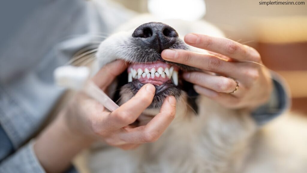 หากคุณสังเกตว่ามีอาการบวมใต้ตาของสุนัข อาจเป็น ฝีในฟันสุนัข หรือการติดเชื้อที่ก่อตัวขึ้นรอบๆ รากฟัน อาจเกิดขึ้นได้จากหลายสาเหตุ 
