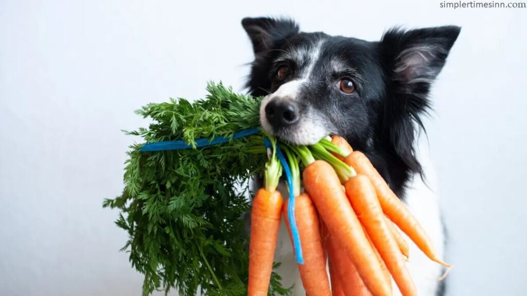  สุนัขสามารถกินแครอทได้หรือไม่?  คำตอบคือ ใช่! ไม่เพียงแต่ปลอดภัยและเพลิดเพลินเท่านั้น แต่ยังให้คุณค่าทางโภชนาการที่ดีแก่ลูกสุนัขด้วย!