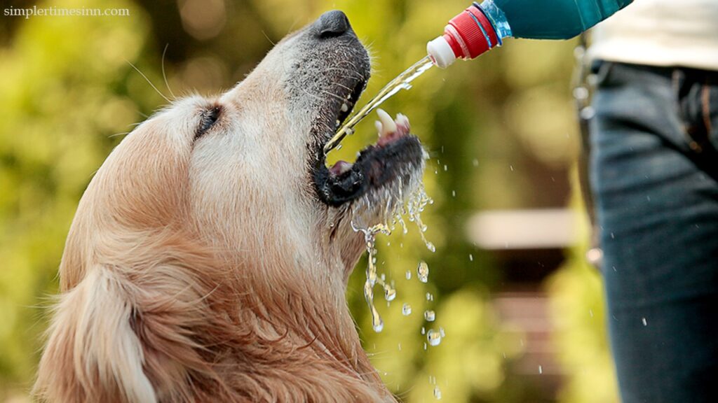 ภาวะขาดน้ำในสุนัข เกิดขึ้นเมื่อร่างกายของสุนัขของคุณสูญเสียน้ำและอิเล็กโทรไลต์มากกว่าที่จะรับเข้าไป ซึ่งอาจทำให้เกิดปัญหากับอุณหภูมิร่างกาย
