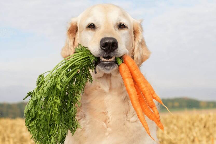สุนัขสามารถกินแครอทได้หรือไม่?