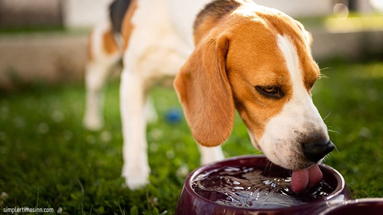 สัญญาณของภาวะขาดน้ำในสุนัข