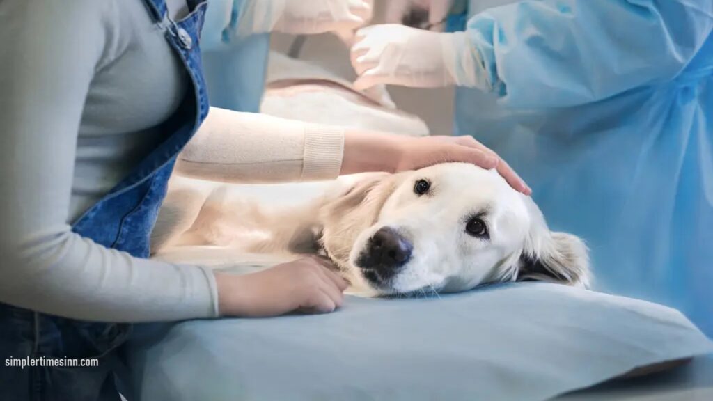 หากคุณเป็นเจ้าของสุนัข คุณควรตระหนักถึงอันตรายของ พาร์โวไวรัสในสุนัข ไวรัสในลำไส้ที่ร้ายแรงนี้สามารถฆ่าสุนัขของคุณได้ในเวลาเพียงไม่กี่วัน