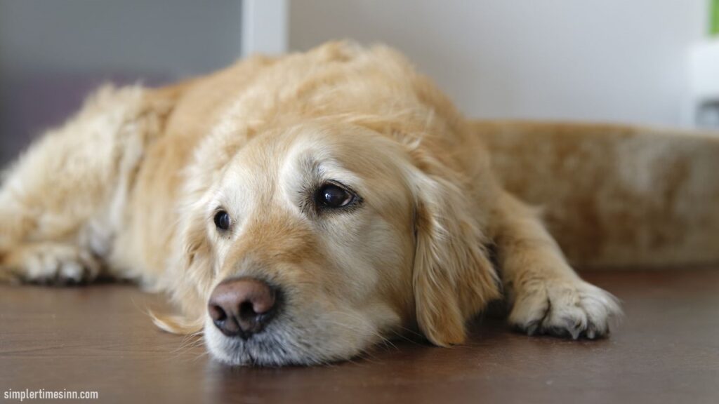 บาดทะยักในสุนัข เป็นโรคติดเชื้อร้ายแรงที่เกิดจากแบคทีเรียที่สามารถเข้าสู่ร่างกายได้ทางบาดแผล อาการของโรคบาดทะยักในสุนัข