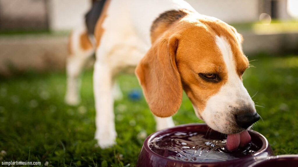 โรคเบาจืดในสุนัข เป็นโรคหายากที่เจ้าของสัตว์เลี้ยงส่วนใหญ่ไม่เคยได้ยินมาก่อน สิ่งนี้เรียกอีกอย่างว่าเบาหวานในน้ำ ไม่ใช่เบาหวานน้ำตาลทั่วไป