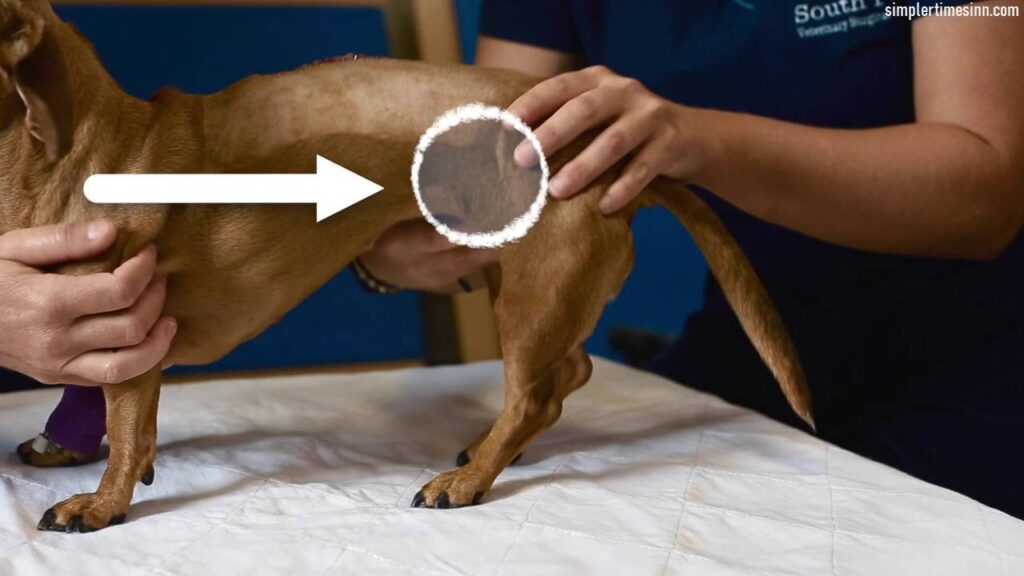 กล้ามเนื้อลีบในสุนัข พบได้บ่อยในสุนัขสูงวัย สุนัขป่วย หรือสุนัขที่ไม่สามารถออกกำลังกายได้อย่างถูกต้อง มีการสูญเสียมวลกล้ามเนื้อ