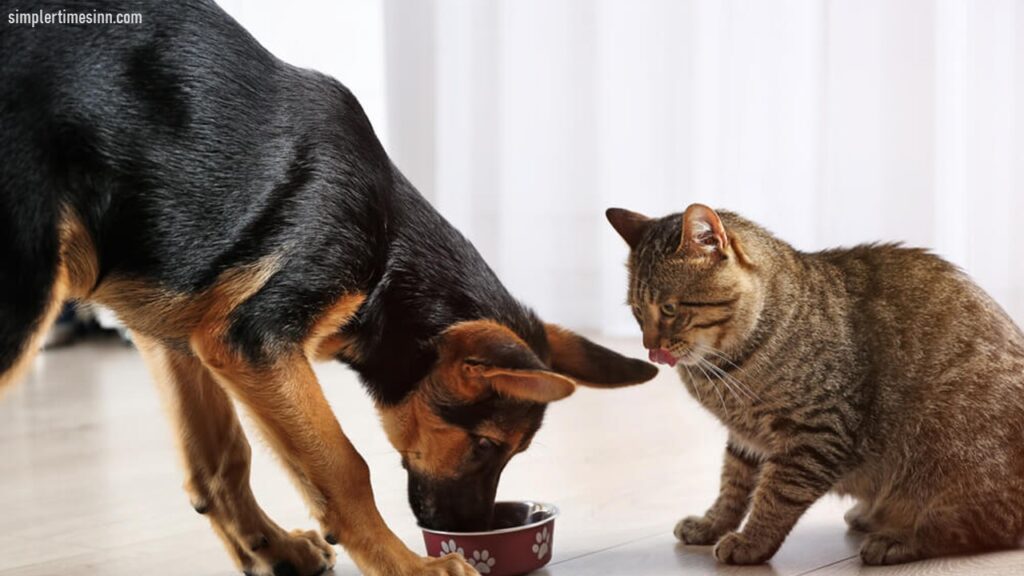 วิธีฝึกสุนัขของคุณให้หยุดกินอาหารแมว เป็นสิ่งสำคัญในการรักษาสุขภาพของสัตว์เลี้ยงทั้งสองตัว สุนัขสามารถดื้อรั้นได้