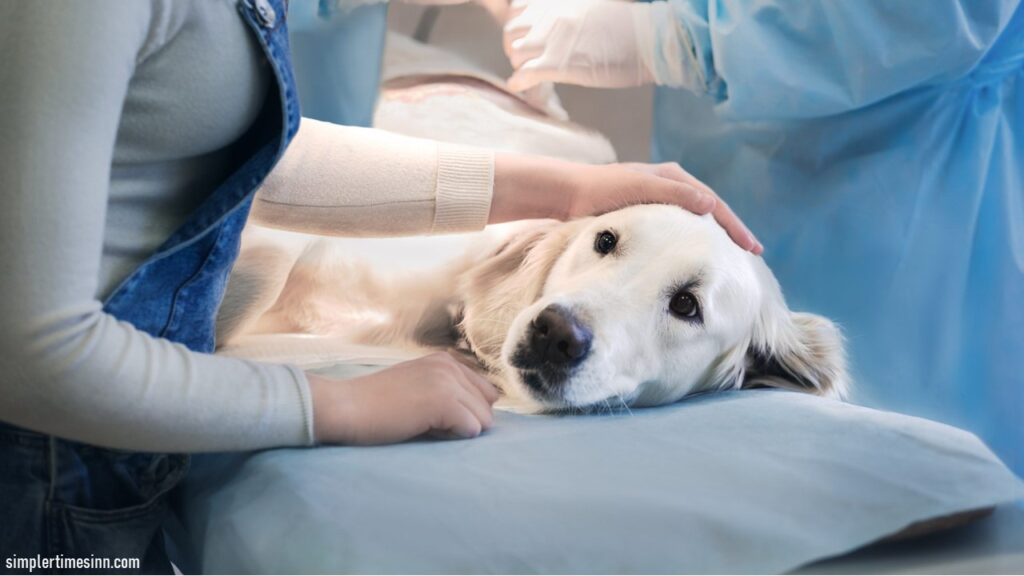 ลำไส้อุดตันในสุนัข เป็นปัญหาสุขภาพที่ร้ายแรง สิ่งเหล่านี้สามารถเกิดขึ้นได้เมื่อมีวัตถุเช่นของเล่นหรือเสื้อผ้าติดค้างอยู่ในลำไส้