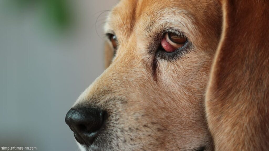 คุณอาจสังเกตว่าลักษณะ เชอร์รี่อายในสุนัข เจ้าของจะสังเกตเห็นก้อนบวมแดงข้างเปลือกตาล่าง ของคุณอาจเปลี่ยนไปตามความรุนแรง