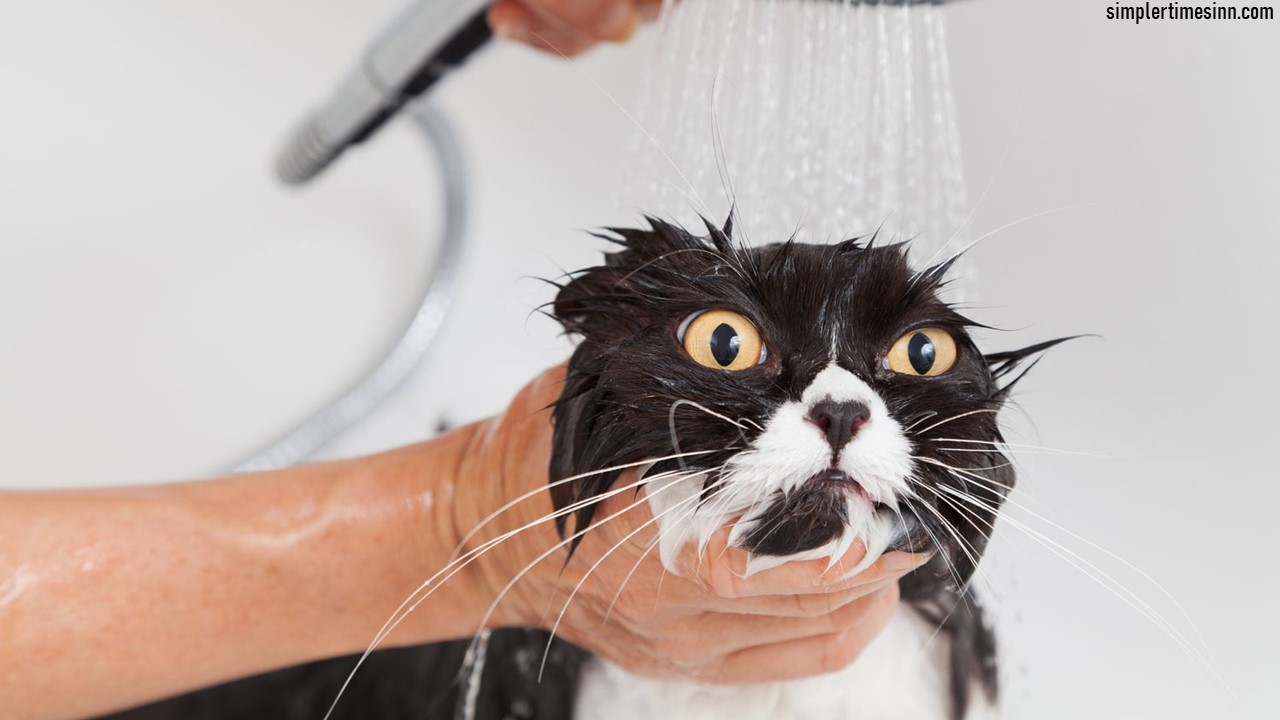 ทำไมแมวถึงกลัวน้ำ?