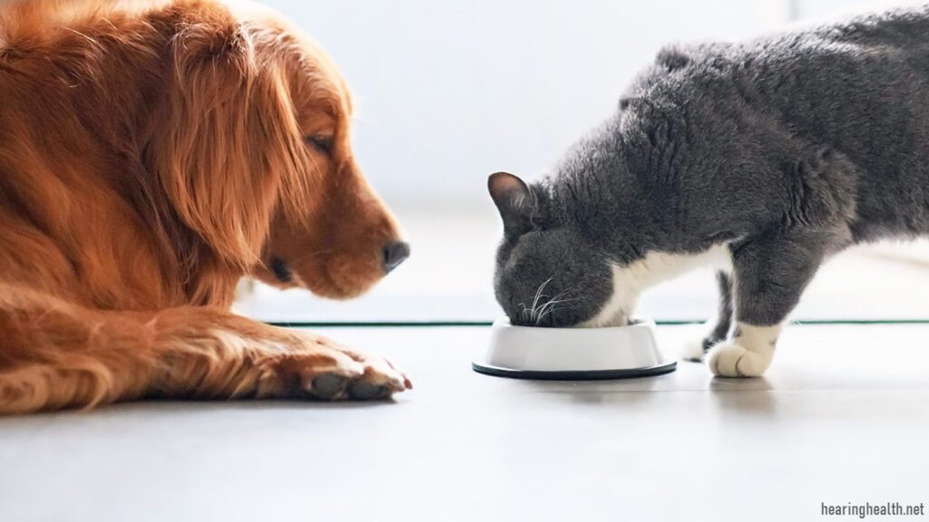 แมวสามารถกินอาหารสุนัขได้หรือไม่? ท้ายที่สุดแล้ว หากคุณจับได้ว่าแมวของคุณแทะอาหารเม็ดหรืออาหารเปียกของสุนัข