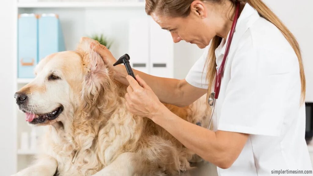 ภาวะเลือดคั่งในหูสุนัข เป็นอาการทั่วไปที่ส่งผลต่อหูของสุนัข สิ่งนี้เรียกอีกอย่างว่าเลือดคั่งในหู ก้อนเลือดในหูมีขนาดเล็ก 
