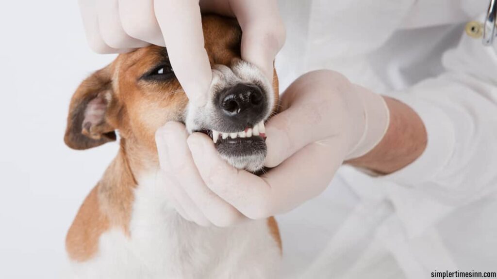 คุณสังเกตเห็นว่าสุนัขของคุณมีอาการบวมใต้ตาหรือไม่? ฝีที่ฟันในสุนัข หากทิ้งไว้โดยไม่รักษาอาจนำไปสู่ปัญหาสุขภาพที่ร้ายแรงกว่าสำหรับสุนัขของคุณ