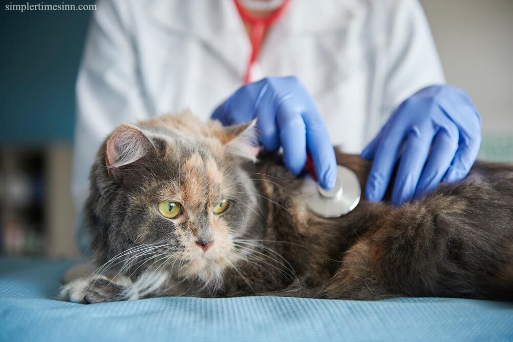 5 โรคแมว ที่ทาสแมวควรเฝ้าระวัง