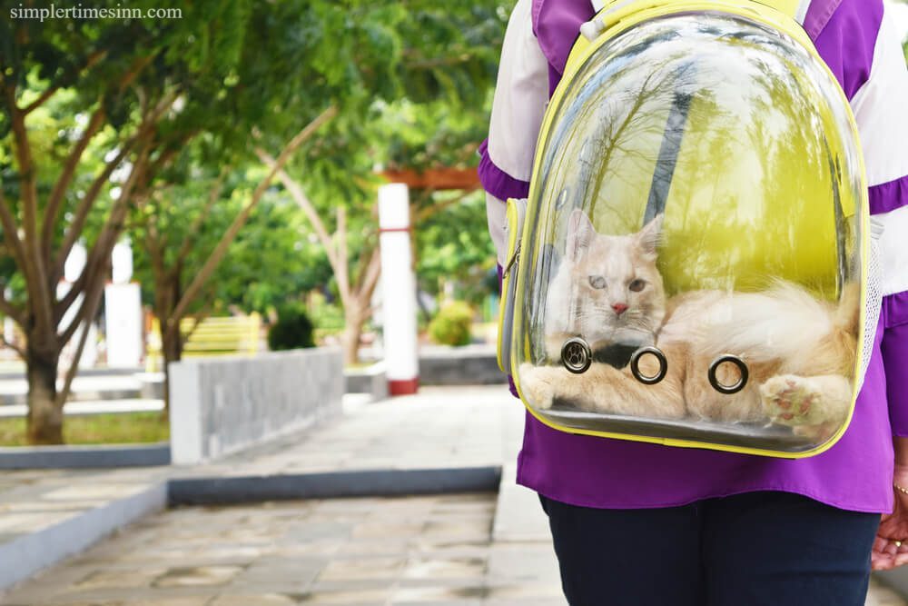 กระเป๋าเป้สะพายหลังแมว ปลอดภัยหรือไม่?
