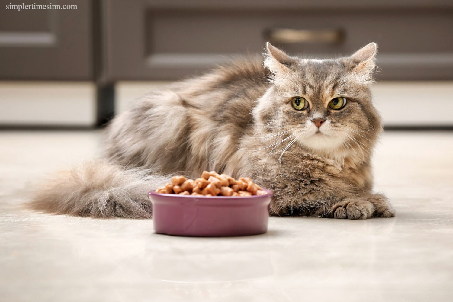 วิธีกระตุ้นความอยากอาหารในแมว