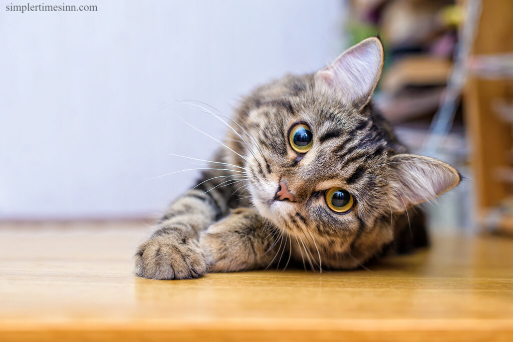 แมวก็เหมือนกับสิ่งมีชีวิตอื่นๆ ตรวจสุขภาพโดยสัตวแพทย์เป็นประจำ เพื่อปกป้องเพื่อนแมวของเราจาก 5 โรคแมว ที่ร้ายแรงที่สุด