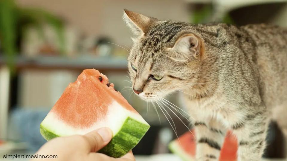 แมวสามารถกินแตงโมได้ หรือไม่?