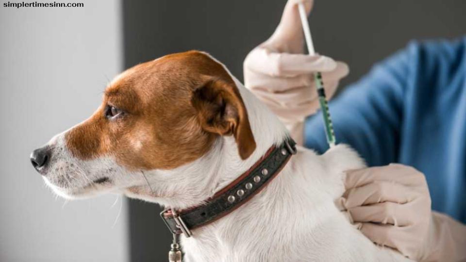 สุนัขสามารถเป็นโรคพิษสุนัขบ้า หลังจากฉีดวัคซีนได้หรือไม่?