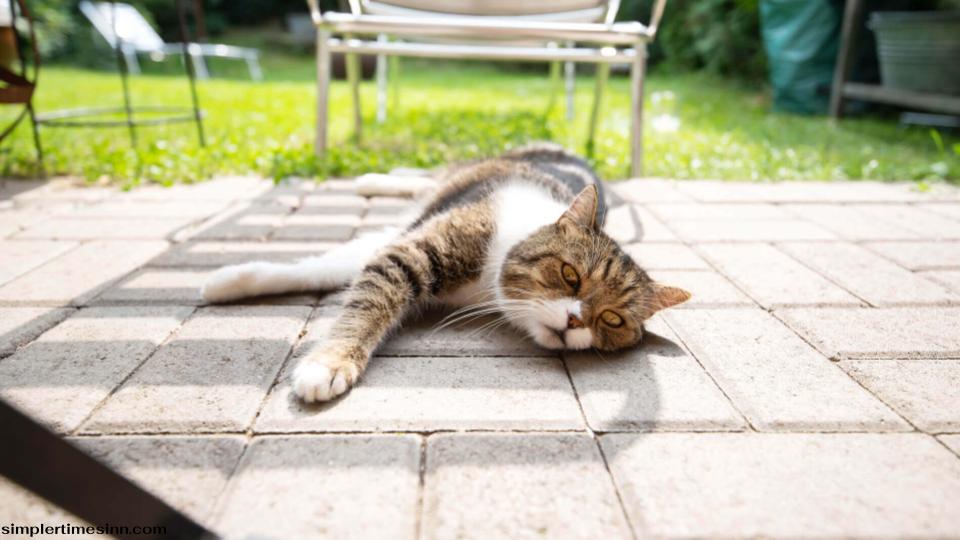 แมวอยู่ในความร้อนได้นานแค่ไหน? เริ่มต้นด้วยการที่แมวเข้าสู่วงจรฮีทครั้งแรกเมื่อเข้าสู่วัยแรกรุ่น หรือที่เรียกว่าวงจรการเป็นสัด 