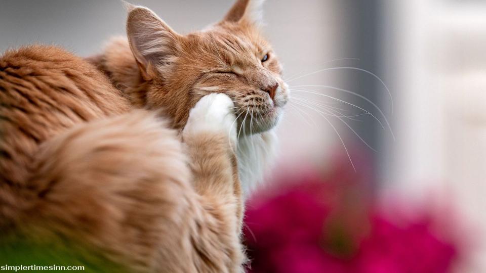 มะเร็งผิวหนังแมว : สิ่งที่เจ้าของแมวต้องระวัง