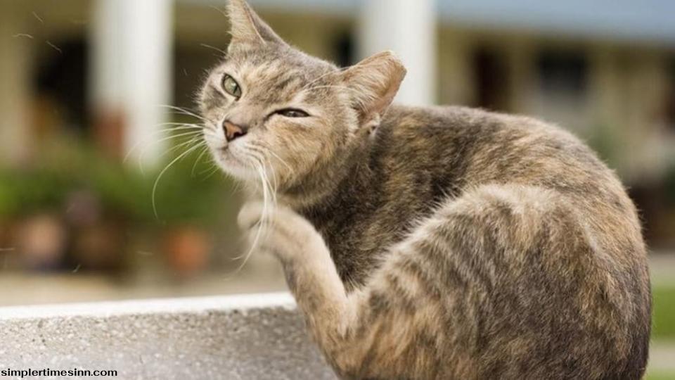 แมวคันหูบ่อยๆ สาเหตุมาจากอะไร ?