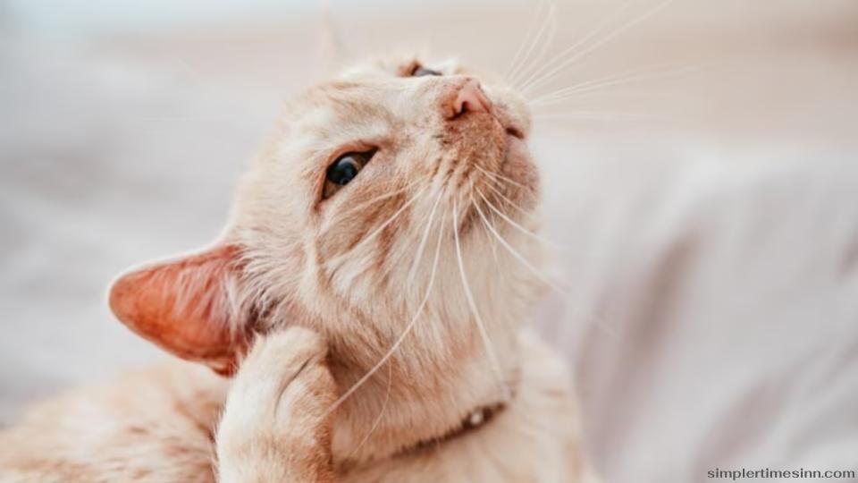 โรคหูอักเสบในแมว