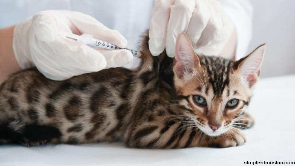 วัคซีน FVRCP สำหรับแมวคืออะไร?