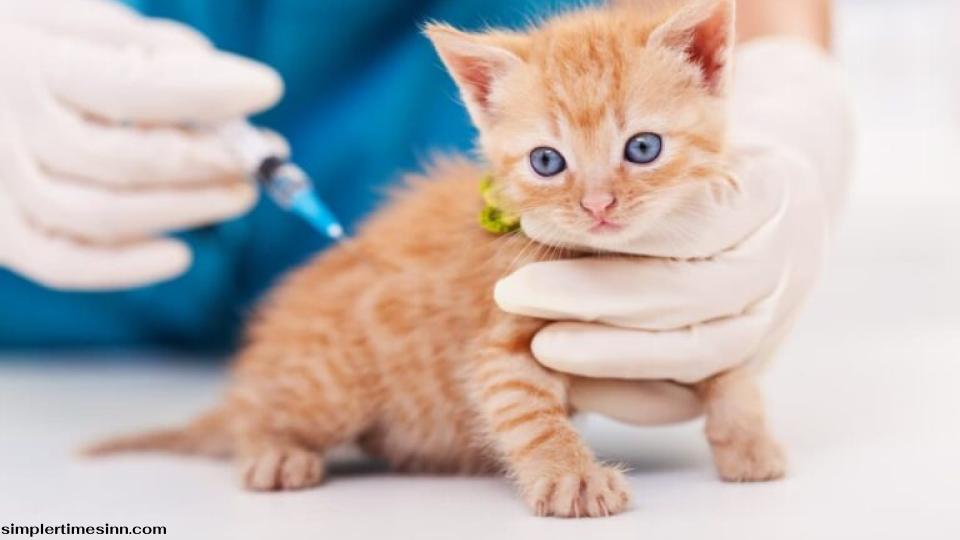ตารางฉีดวัคซีน สำหรับลูกแมวและแมวโต