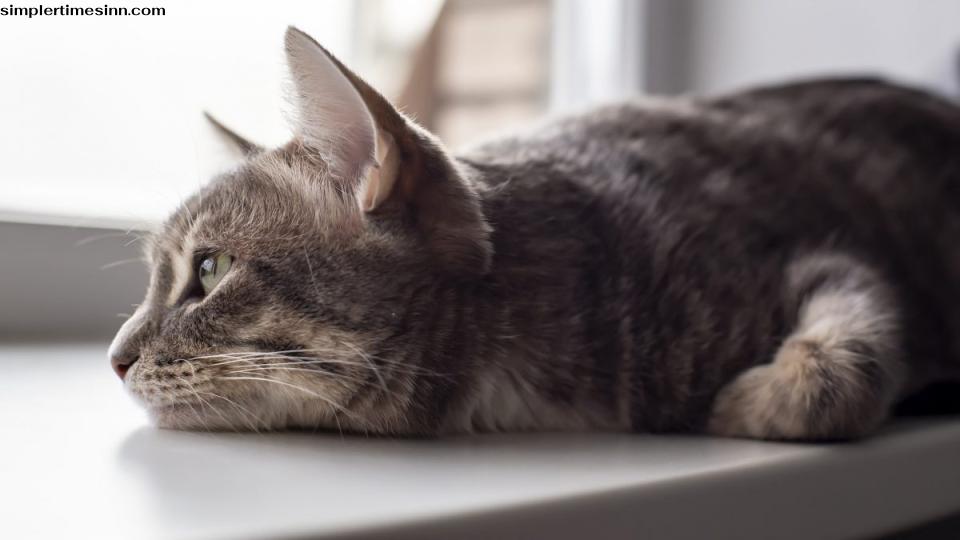 5 สัญญาณบ่งบอกว่าแมวของคุณเป็นโรคซึมเศร้า