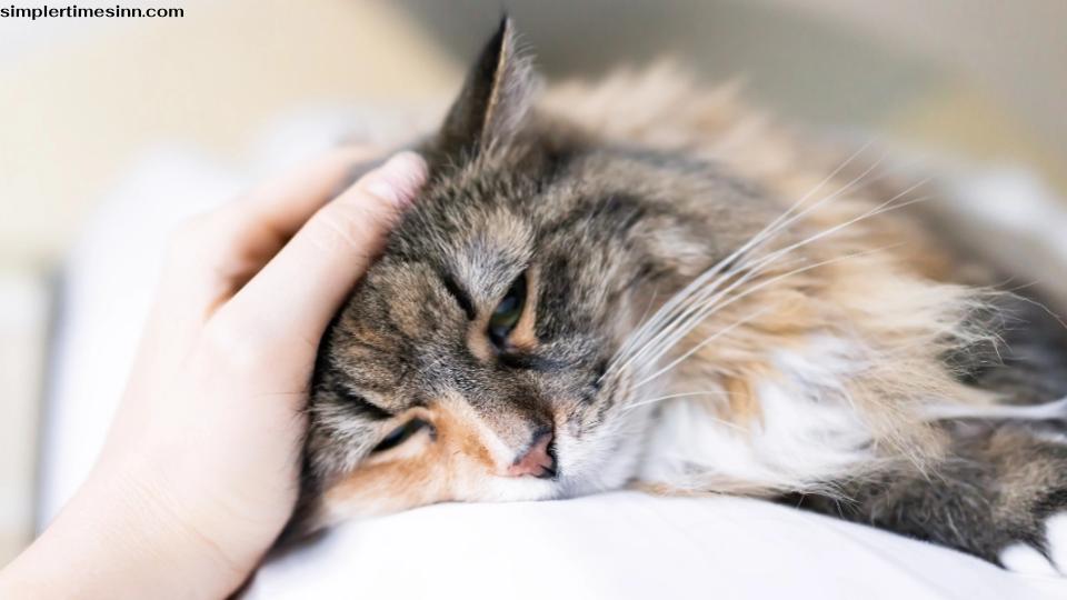 สัญญาณหลายอย่างของแมวที่ไม่มีความสุขสามารถบ่งบอกถึงความเจ็บป่วยทางร่างกายได้เช่นกัน