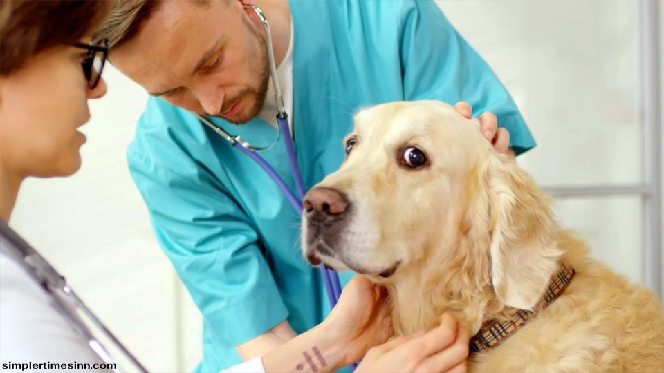 โรคคุชชิง (ภาวะต่อมหมวกไตทำงานเกิน) เป็นภาวะสุขภาพที่ร้ายแรงในสุนัขที่เกิดขึ้นเมื่อต่อมหมวกไตผลิตคอร์ติซอล (คอร์ติโซน) มากเกินไปในร่างกายของสัตว์ 