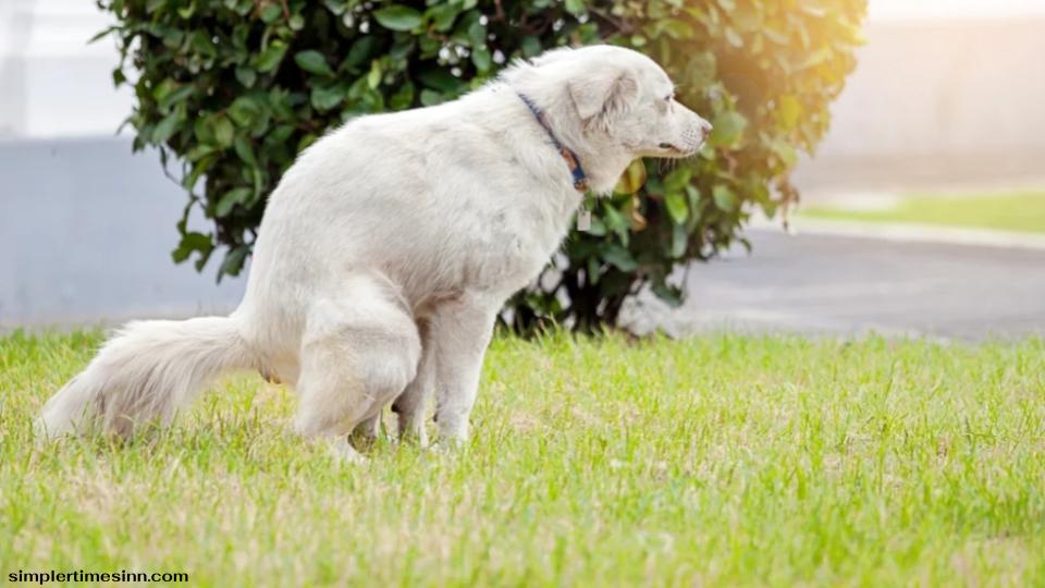 อาการท้องผูกในสุนัข เป็นหนึ่งในปัญหาทางเดินอาหารที่พบได้บ่อยที่สุดในบรรดาสัตว์ และอาจส่งผลต่อสุนัขทุกวัย ทุกไลฟ์สไตล์ และทุกสายพันธุ์