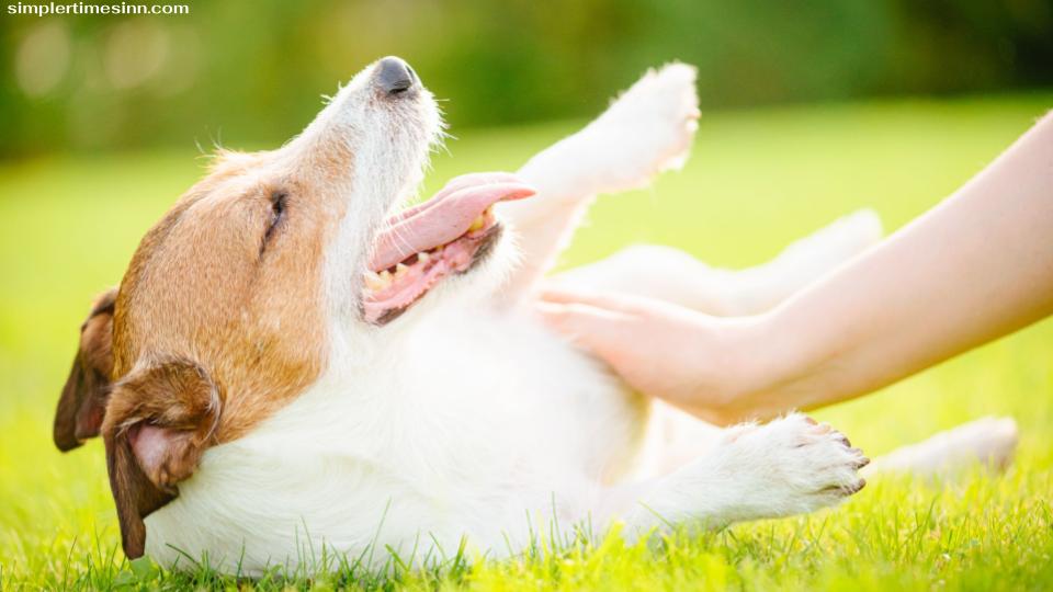 แม้ว่าอาการผดร้อนในสุนัขอาจดูเหมือนไม่ใช่เรื่องใหญ่ แต่ก็สามารถนำไปสู่ความรู้สึกไม่สบายและปัญหาอื่นๆ สำหรับสุนัขของคุณได้