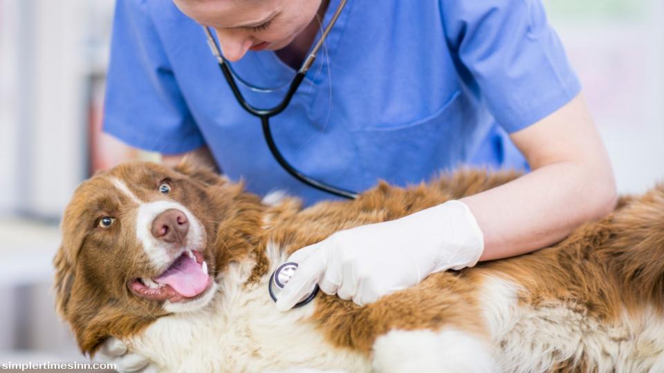 โรคหลอดลมอักเสบเรื้อรังเป็นหนึ่งในภาวะทางเดินหายใจเรื้อรังที่พบได้บ่อยที่สุดในสุนัข หากสุนัขของคุณไอเป็นเวลานานกว่าสองเดือน 