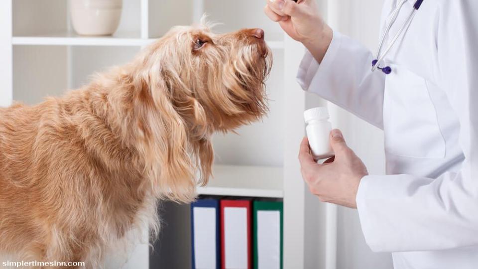 ยาปฏิชีวนะมีบทบาทสำคัญในการต่อสู้กับการติดเชื้อแบคทีเรียในสุนัข โดยกำหนดเป้าหมายไปที่ปัญหาต่างๆ เช่น การติดเชื้อทางเดินหายใจ