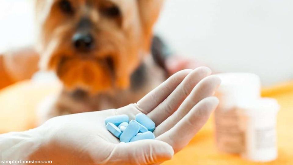 ยาปฏิชีวนะสำหรับสุนัข สาเหตุที่พบบ่อยที่สุดในการสั่งยาปฏิชีวนะคือหากสุนัขของคุณได้รับการวินิจฉัยว่าติดเชื้อแบคทีเรีย หากไม่ได้รับการรักษา