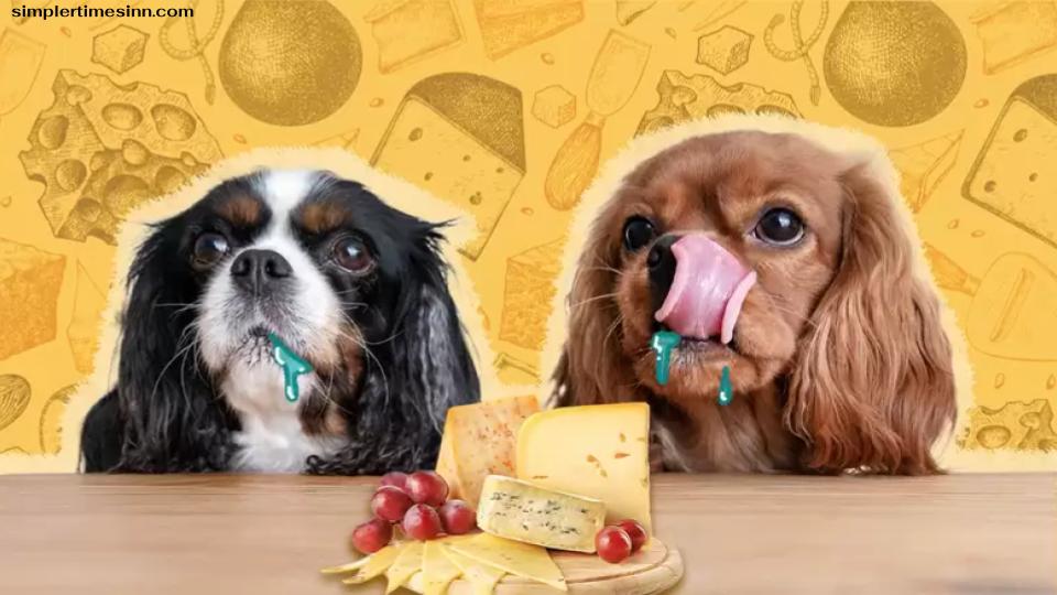 สุนัขสามารถกินชีสได้หรือไม่?