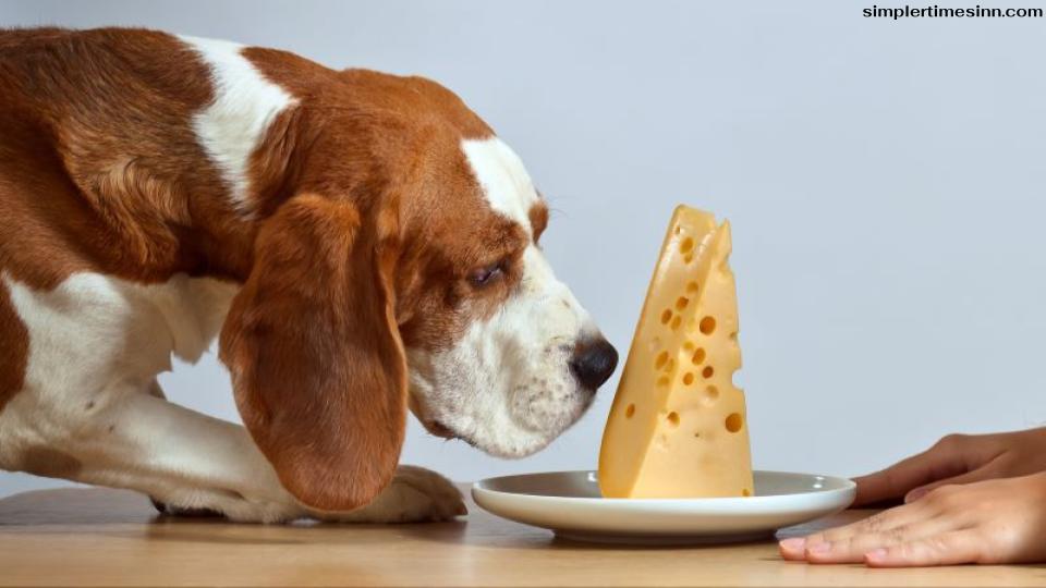 สุนัขสามารถกินชีสได้แต่นั่นไม่ได้หมายความว่ามันจะดีสำหรับพวกเขาเสมอไป ชีสมีสารอาหารที่สำคัญหลายประการสำหรับสุนัข