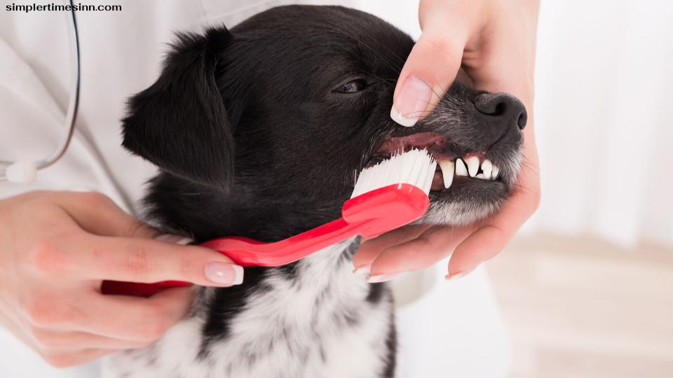 โรคเหงือกสุนัขหรือที่เรียกว่าโรคปริทันต์ในสุนัขคือการติดเชื้อแบคทีเรียในเนื้อเยื่อรอบฟัน การติดเชื้อนี้เริ่มจากการอักเสบของเหงือก