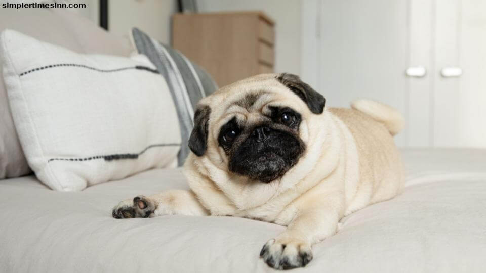 ทำไมสุนัขถึงชอบขุดบนเตียง? คุณก็รู้ความรู้สึกนี้เป็นอย่างดี คุณกำลังหลับตาและหลับไปในตอนกลางคืนเมื่อคุณรู้สึกว่าเตียงของคุณ