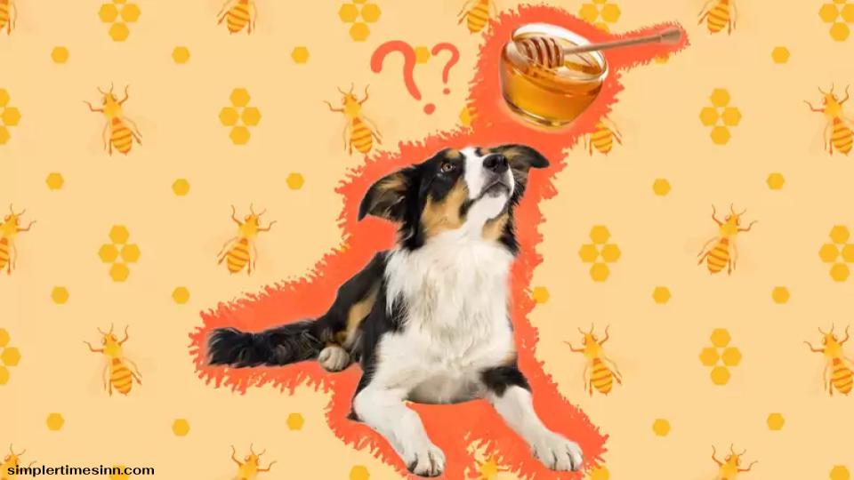 สุนัขสามารถกินน้ำผึ้งได้หรือไม่? 