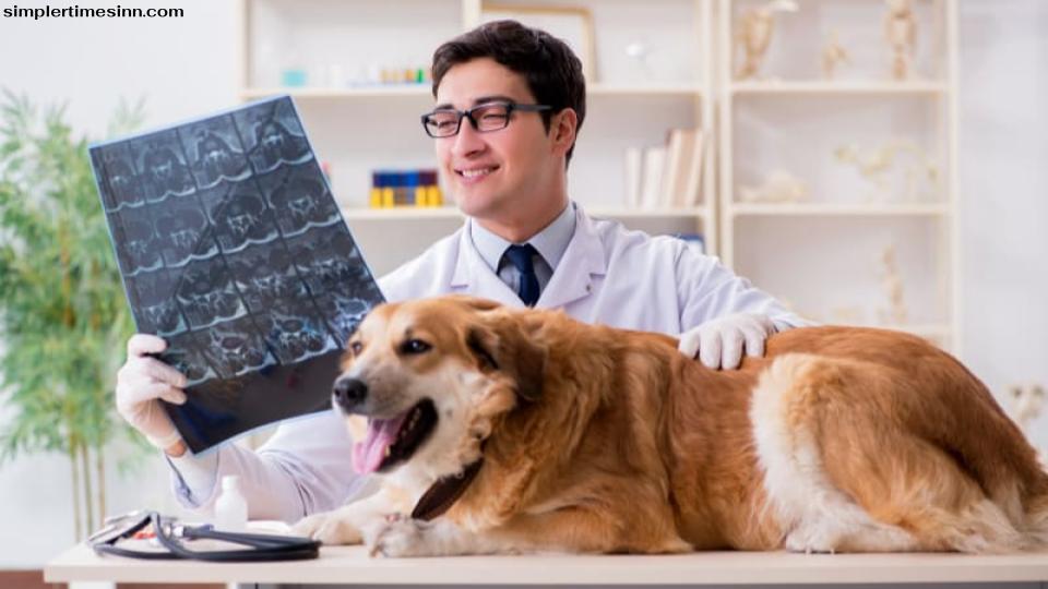 MRI สำหรับสุนัข สามารถเป็นประโยชน์ในการวินิจฉัยปัญหาสุขภาพต่างๆ ในสุนัข  มีสภาวะทางระบบประสาทที่หลากหลายที่อาจส่งผลต่อสัตว์เลี้ยงของคุณ