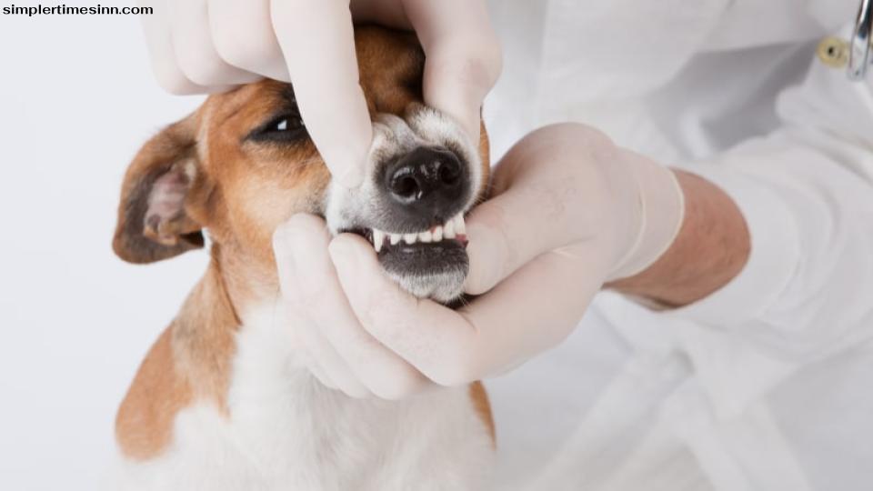 ฟันผุในสุนัข : สาเหตุ อาการ และการรักษา