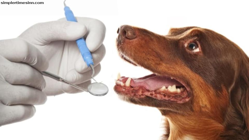 เช่นเดียวกับเรา สุนัขของเราสามารถพัฒนาฟันผุได้เนื่องจากสุขอนามัยในช่องปากไม่เพียงพอ