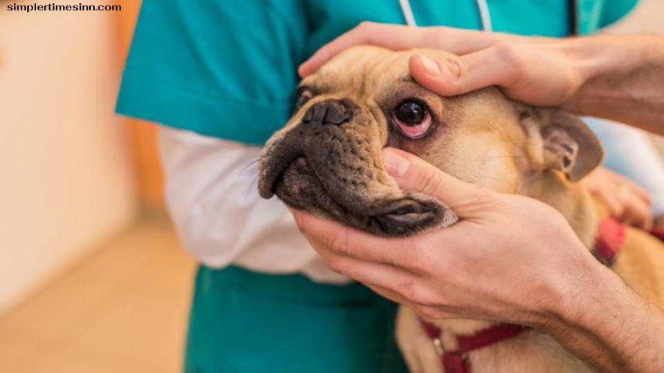 อาการบวมที่ตาของสุนัขอาจเกิดจากหลายปัจจัย ตั้งแต่รอยขีดข่วนที่กระจกตาไปจนถึงแบคทีเรียในดวงตา